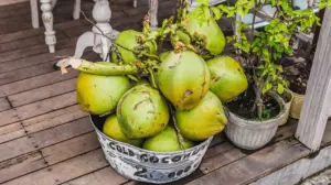 cultivo de coco - condiciones para el cultivo de coco