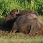 bufalos - razas de bufalos