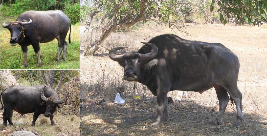 Búfalo carabao