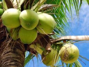 cultivo de coco - condiciones para el cultivo de coco