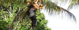 cultivo de coco - condiciones para el cultivo de coco