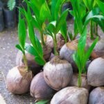 cultivo de coco - condiciones para el cultivo de coco