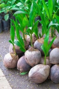 cultivo de coco - condiciones para el cultivo de coco