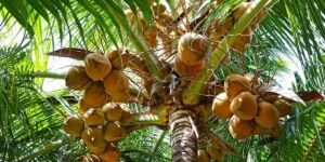 cultivo de coco - condiciones para el cultivo de coco