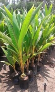 cultivo de coco - condiciones para el cultivo de coco