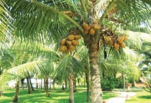 cultivo de coco - condiciones para el cultivo de coco