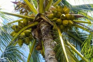 cultivo de coco - condiciones para el cultivo de coco