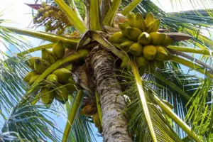 cultivo de coco - condiciones para el cultivo de coco