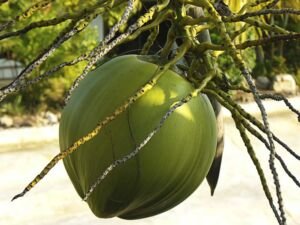 cultivo de coco - condiciones para el cultivo de coco