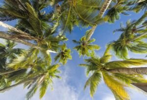 cultivo de coco - condiciones para el cultivo de coco