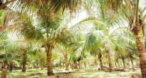 cultivo de coco - condiciones para el cultivo de coco