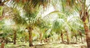 cultivo de coco - condiciones para el cultivo de coco