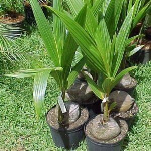 cultivo de coco - condiciones para el cultivo de coco