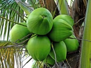 cultivo de coco - condiciones para el cultivo de coco