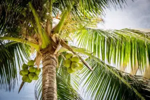cultivo de coco - condiciones para el cultivo de coco