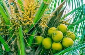 cultivo de coco - condiciones para el cultivo de coco