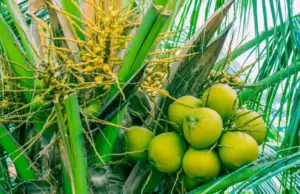 cultivo de coco - condiciones para el cultivo de coco