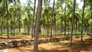cultivo de coco - condiciones para el cultivo de coco