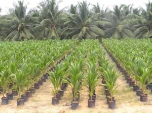 cultivo de coco - condiciones para el cultivo de coco
