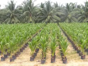 cultivo de coco - condiciones para el cultivo de coco