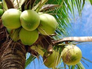 cultivo de coco - condiciones para el cultivo de coco