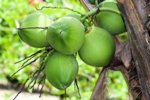 cultivo de coco - condiciones para el cultivo de coco