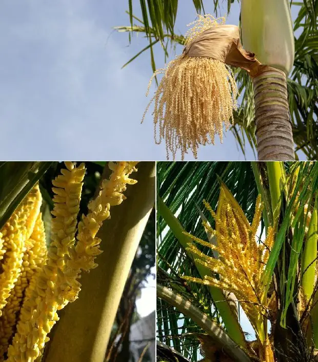 flor de cocotero