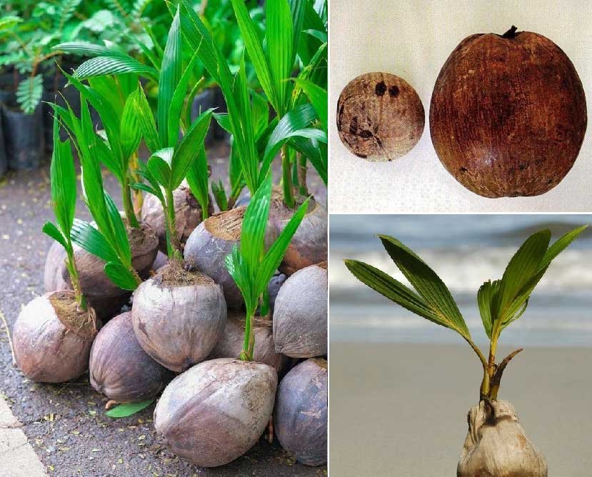semilla de coco