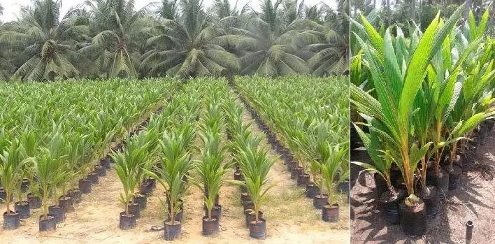 Plantulas de coco o cocotero