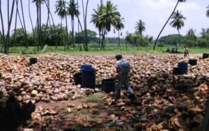 cultivo de coco - condiciones para el cultivo de coco