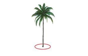 cultivo de coco - condiciones para el cultivo de coco