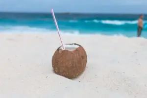 cultivo de coco -condiciones para el cultivo de coco