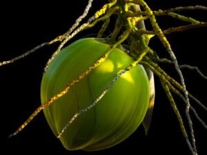 cultivo de coco - condiciones para el cultivo de coco