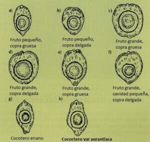 cultivo de coco - condiciones para el cultivo de coco