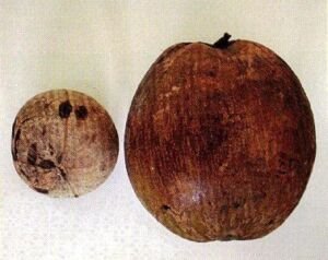 cultivo de coco - condiciones para el cultivo de coco