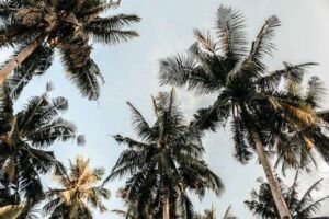 cultivo de coco - condiciones para el cultivo de coco