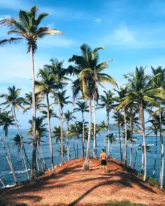 cultivo de coco - condiciones para el cultivo de coco
