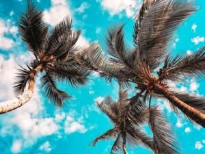 cultivo de coco - condiciones para el cultivo de coco