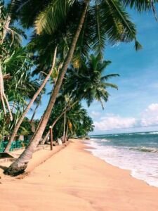 cultivo de coco - condiciones para el cultivo de coco