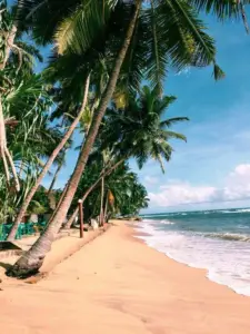 cultivo de coco - condiciones para el cultivo de coco