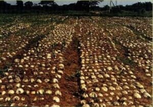 cultivo de coco - condiciones para el cultivo de coco
