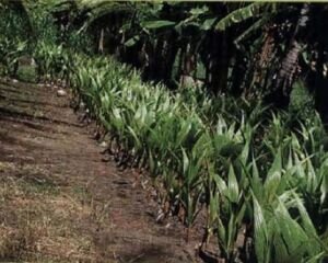 cultivo de coco - condiciones para el cultivo de coco