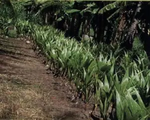 cultivo de coco - condiciones para el cultivo de coco