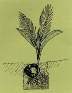 cultivo de coco - condiciones para el cultivo de coco