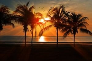 cultivo de coco - condiciones para el cultivo de coco
