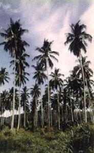 cultivo de coco - condiciones para el cultivo de coco