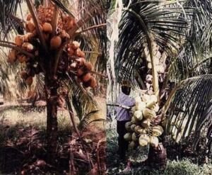 cultivo de coco - condiciones para el cultivo de coco