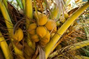 cultivo de coco - condiciones para el cultivo de coco