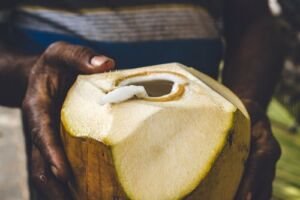 cultivo de coco - condiciones para el cultivo de coco