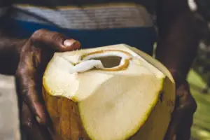 cultivo de coco - condiciones para el cultivo de coco